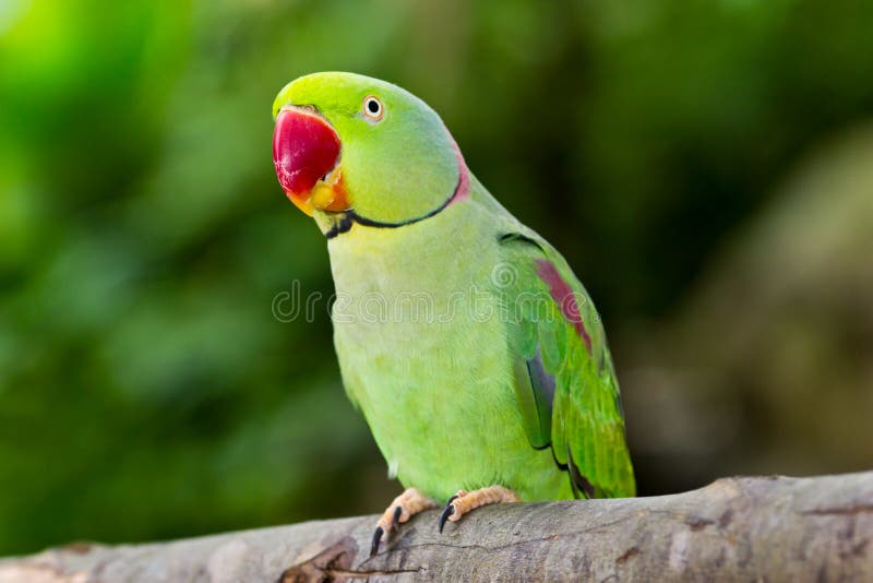 Green parrot stock images