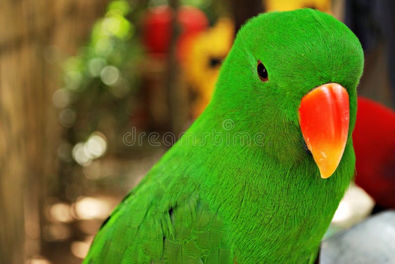Green Parrot stock images