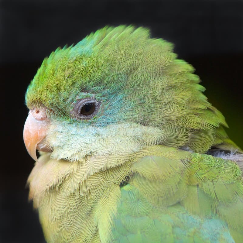 Green parrot