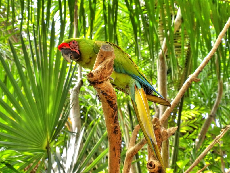Green parrot royalty free stock photography