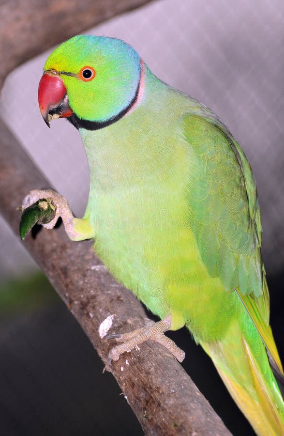 Green parrot