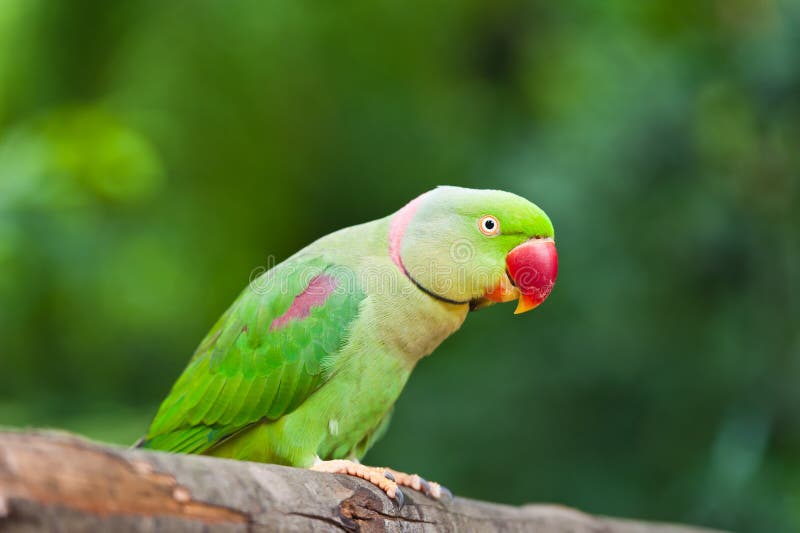 Green Parrot Bird royalty free stock image
