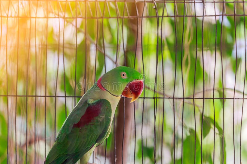 Green parrot in a cage stock photo. Image of exotic, macaw 68862260