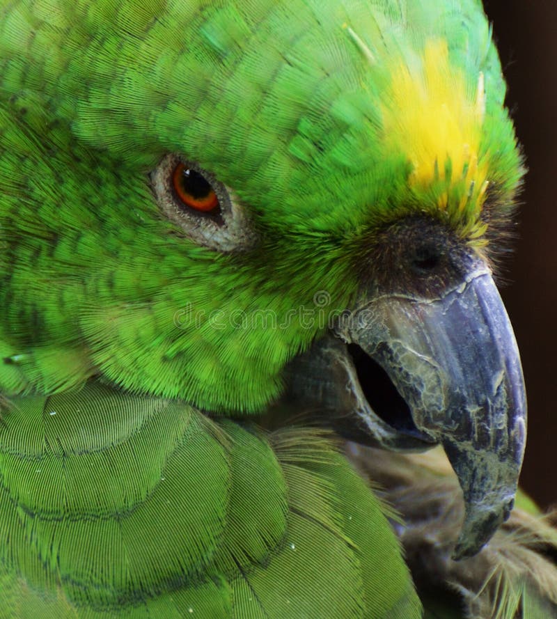 Green Parrot stock image. Image of wildlife, nature, face 39067979