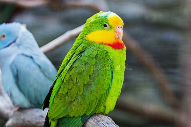 Green parrot stock image. Image of branch, animals, yellow 71996909