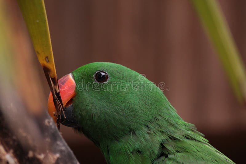 Green Parrot stock image. Image of heads, gran, colourful 79328131