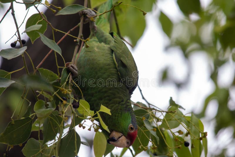 Green parrot eating berries on a tree branch stock image