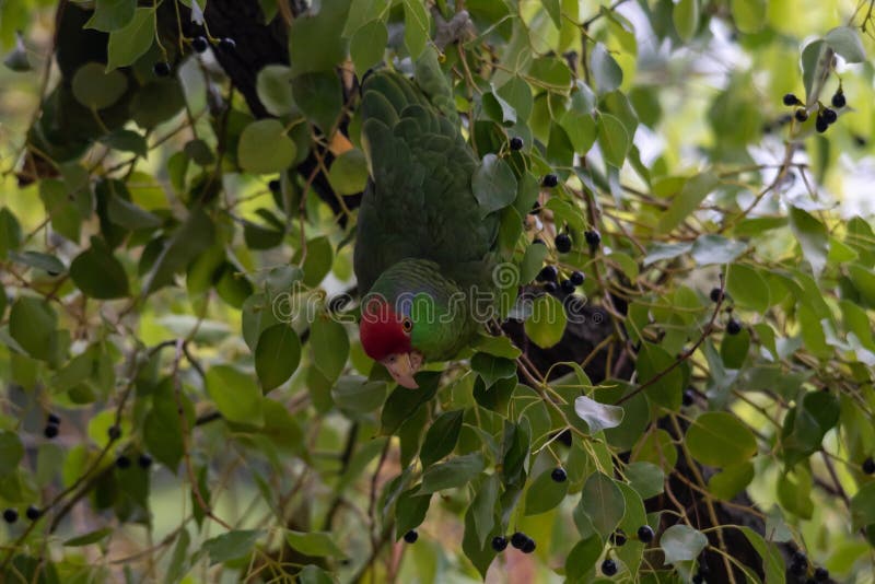 Green parrot eating berries on a tree branch royalty free stock photo