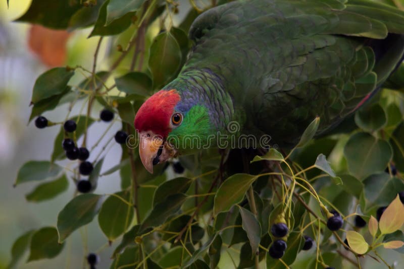 Green parrot eating berries on a tree branch royalty free stock images