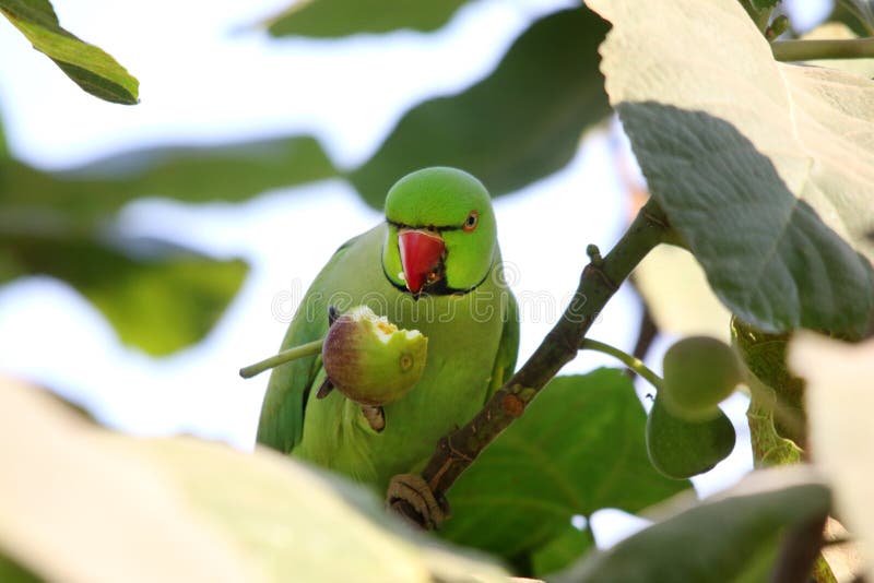 540 Parrot Eating Fruit Photos Free & RoyaltyFree Stock Photos from Dreamstime