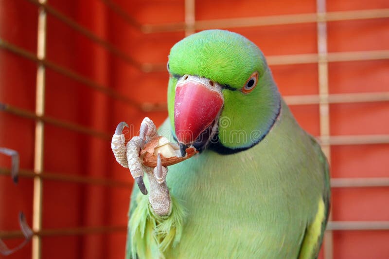 Green parrot eating peanut stock photo. Image of eating 9938774