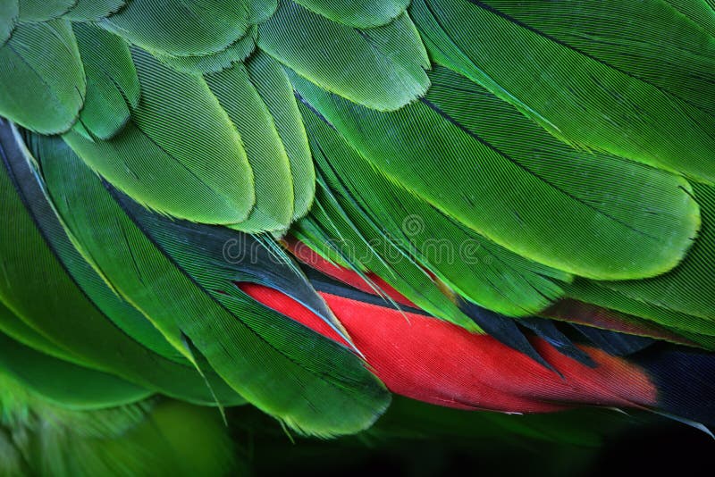 Green Parrot Feathers