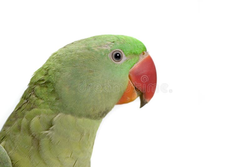 Green parrot profile stock images