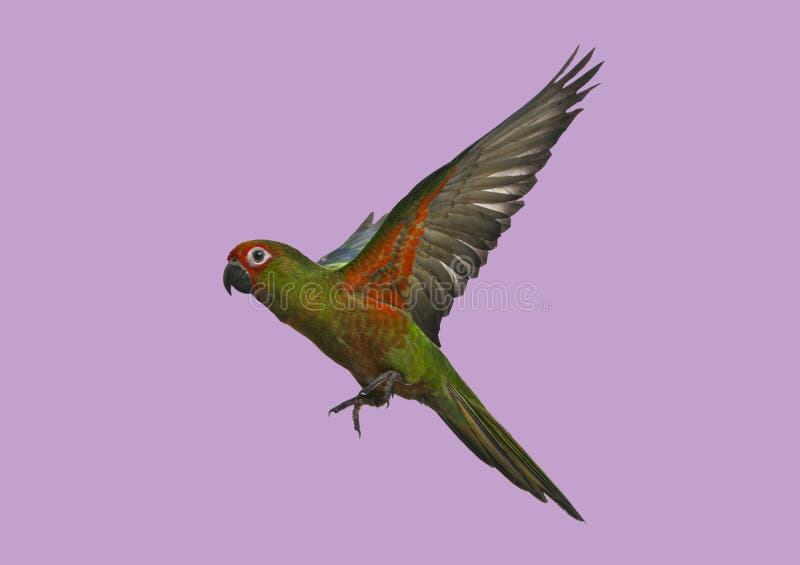 Green parrot with red wing details flying royalty free stock photography