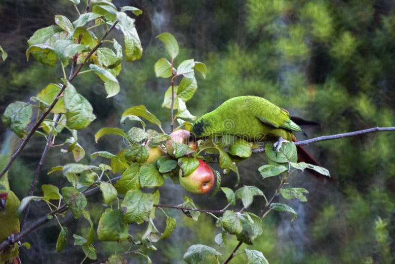 Green parrot with it's colourful tail on the tree branches eating an apple stock photography