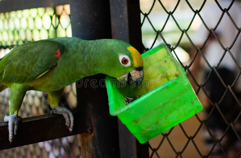 A parrot is eating grains stock photo. Image of animal 161176252