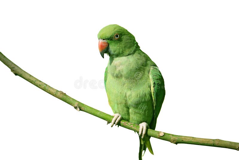 60,711 Green Parrot Stock Photos - Free & Royalty-Free Stock Photos from  Dreamstime