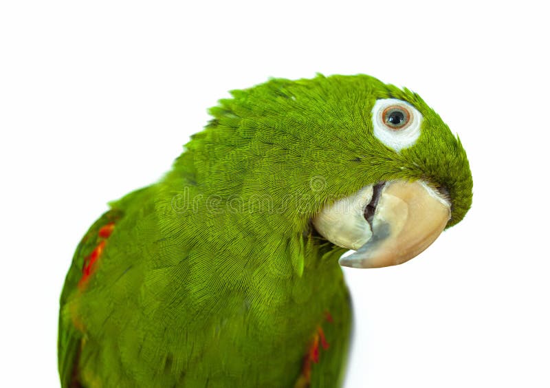 Green parrot stock images