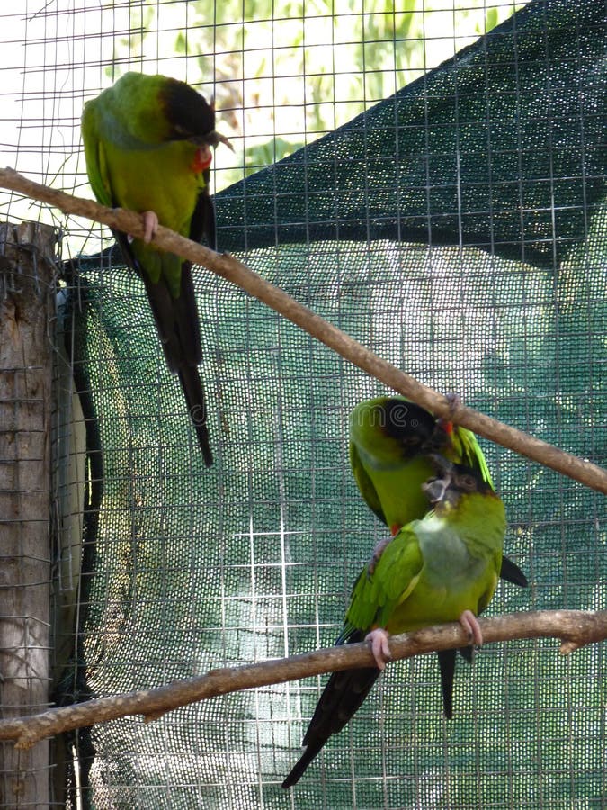 Green parrots in a cage stock image. Image of cage, bird 83345027