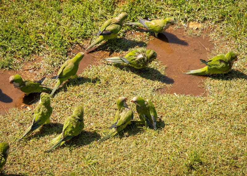 Green Parrots Swimming in a Puddle and Walking on Green Grass, Rome