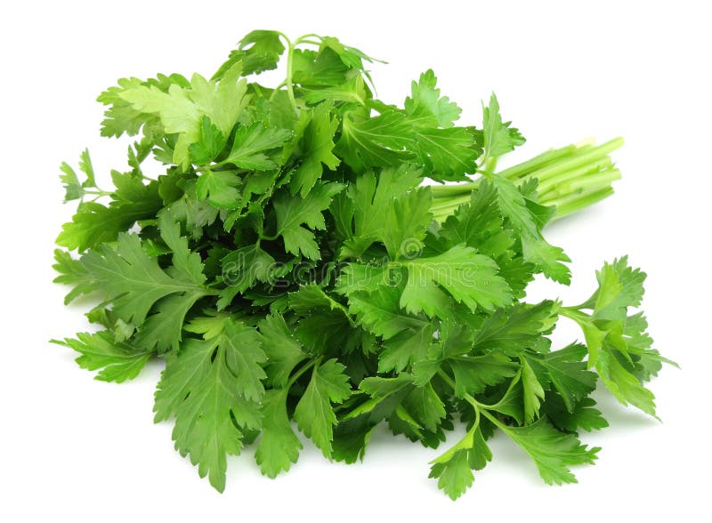 Green parsley stock photo