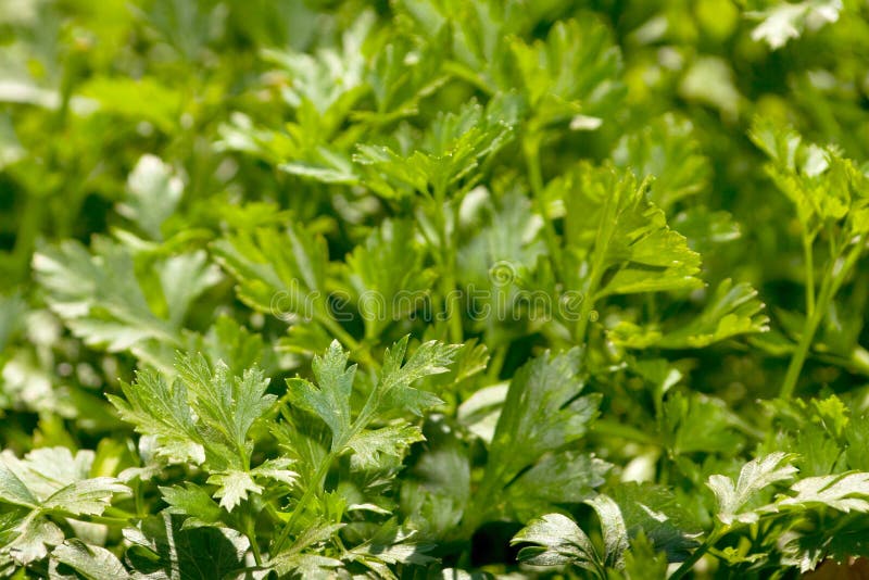 Purple petunias stock photo. Image of botany, blossoming 14075412