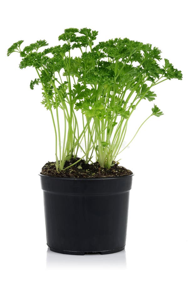 Green parsley plant in pot stock photo. Image of leaf 136883276