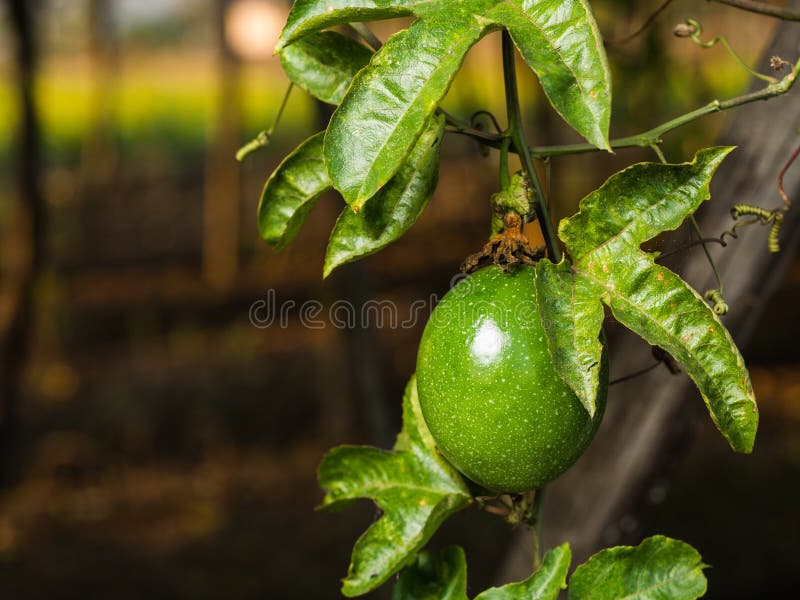 Green passion fruit stock photo. Image of leaf, passion 64143296