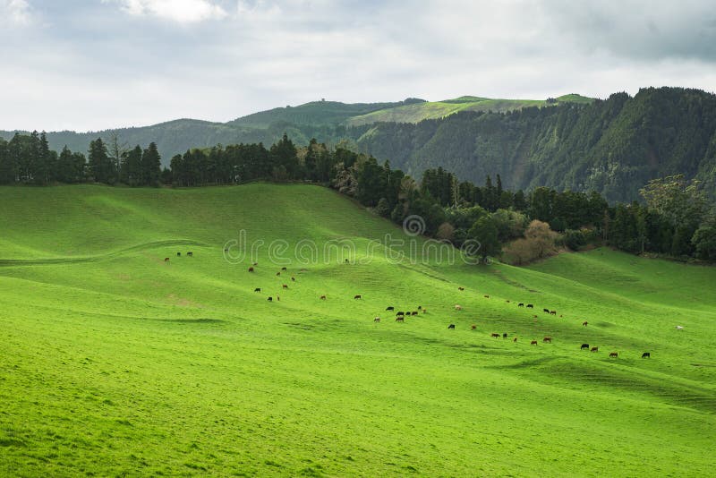 Green pasture herd of cows stock photo Green pasture herd of cows stock photo