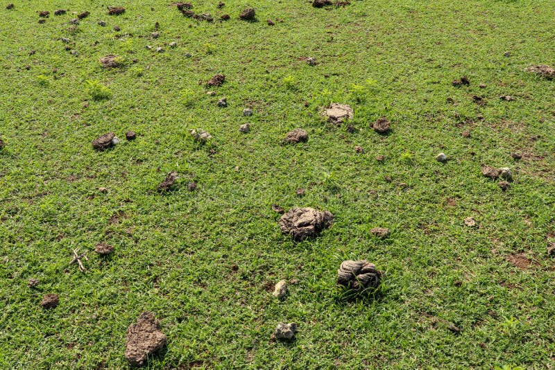 Green pasture with many cow shit at Nyang Nyang beach on Bali island, Indonesia. Green meadow with many dried dung shit on green