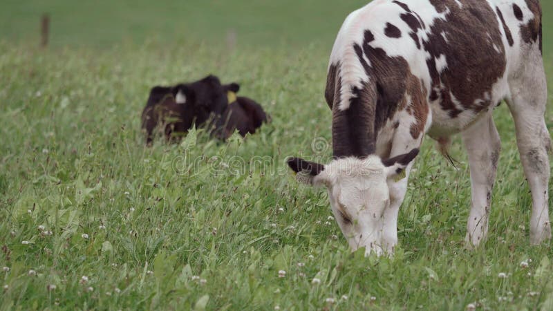 On the green pasture, a white calf speckled with black spots grazes contentedly, while a small group of cows recline in the