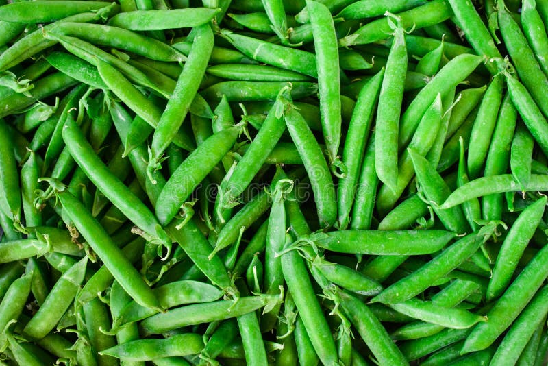 Green Pea. Background of Green Peas. Proper Nutrition. the Concept of