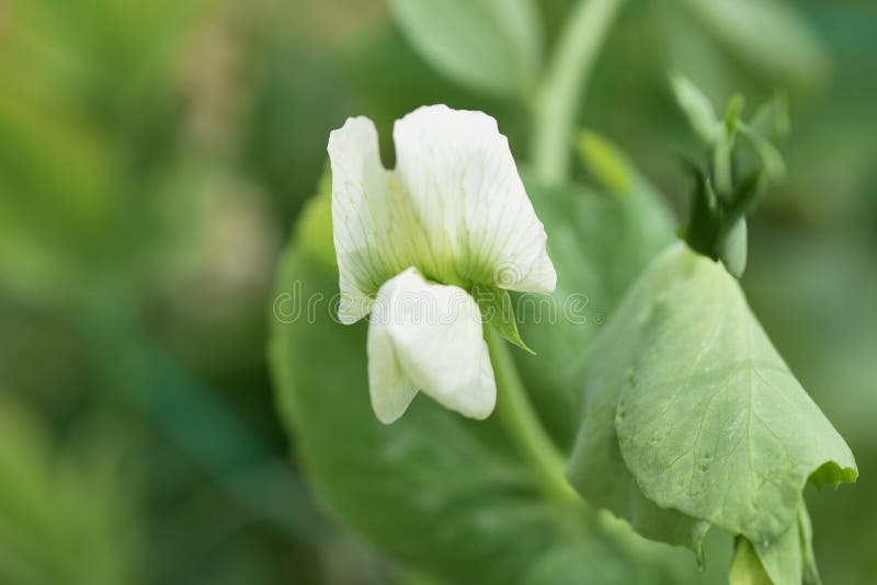 Green pea cultivation stock photo. Image of closeup 144958590