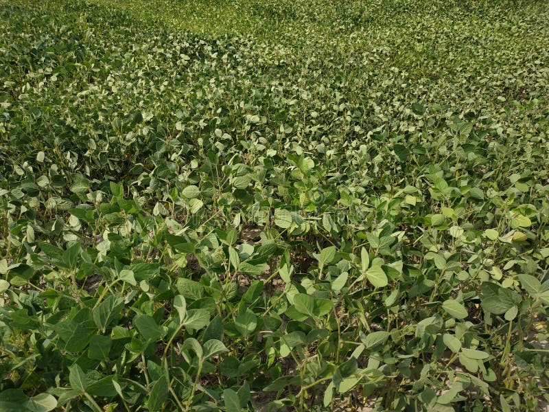 Green Pea Field Farm in Bright Day . Growing Peas Outdoors , Background. Stock Image Image of