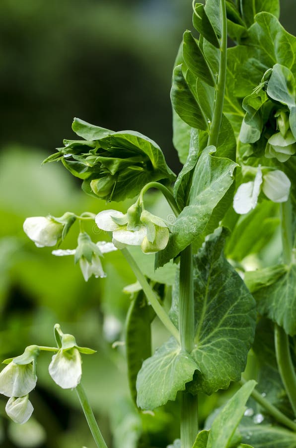 Green pea plant stock photo. Image of freshness, fresh 95924286