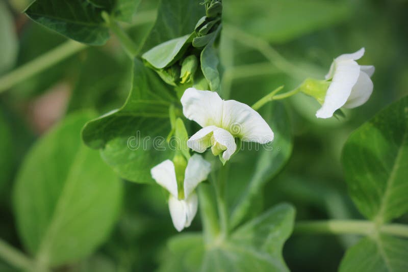 Green Pea plant with white flower in a garden royalty free stock photos Green Pea plant with white flower in a garden royalty free stock photos