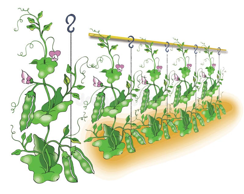 Green pea planting illustration