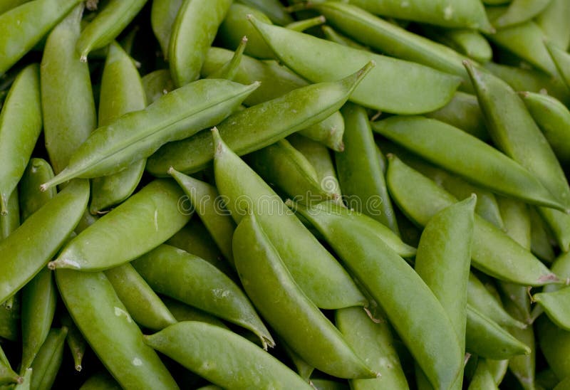 Green Pea Pod stock photo. Image of vegetable, healthy 13077450