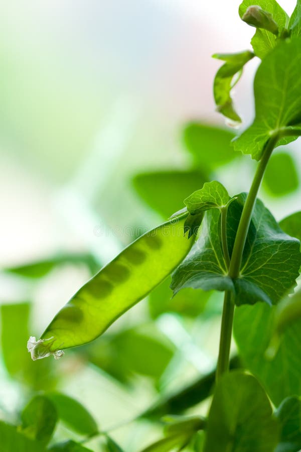 Green pea pod stock photo. Image of healthy, marrow, gardening 13527674