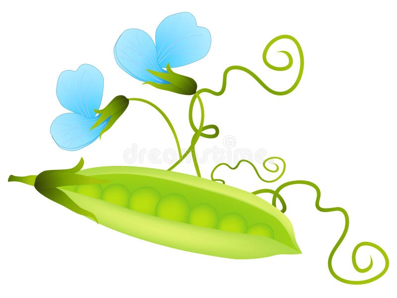 Green pea pod and flower isolated on white background.