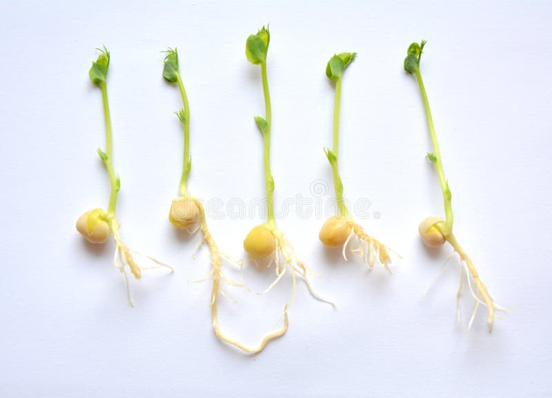 Green pea seedlings stock image. Image of plants, growth 92060291
