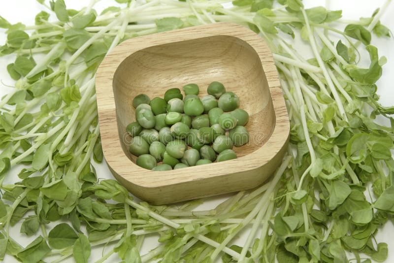 Green pea in the wooden spoon with snow pea sprouts. Green pea in the wooden spoon with snow pea sprouts