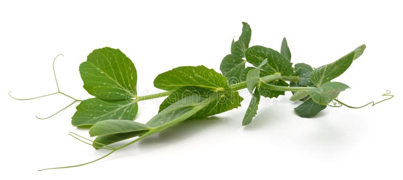 Green pea sprout isolated on a white background