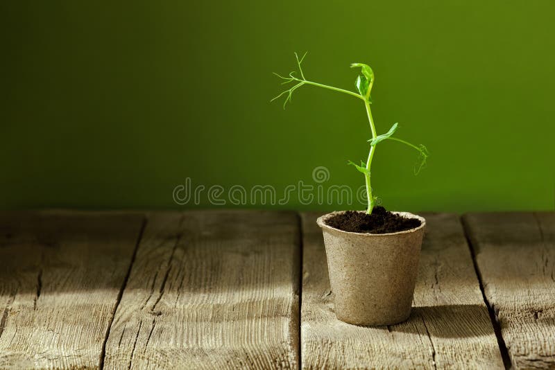 Fresh, young, green pea sprout in a peat pot on an old wooden table, seedlings for a greenhouse