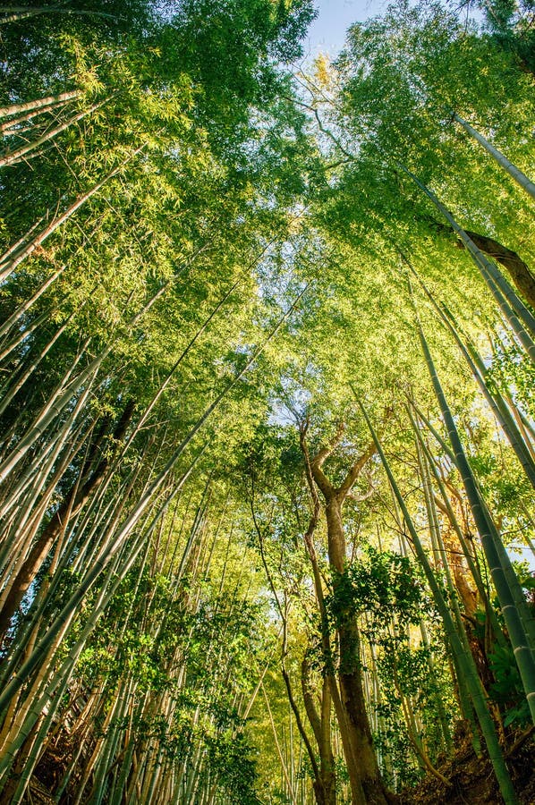 Bamboo forest shot against sky, Sakura city, Chiba, Japan