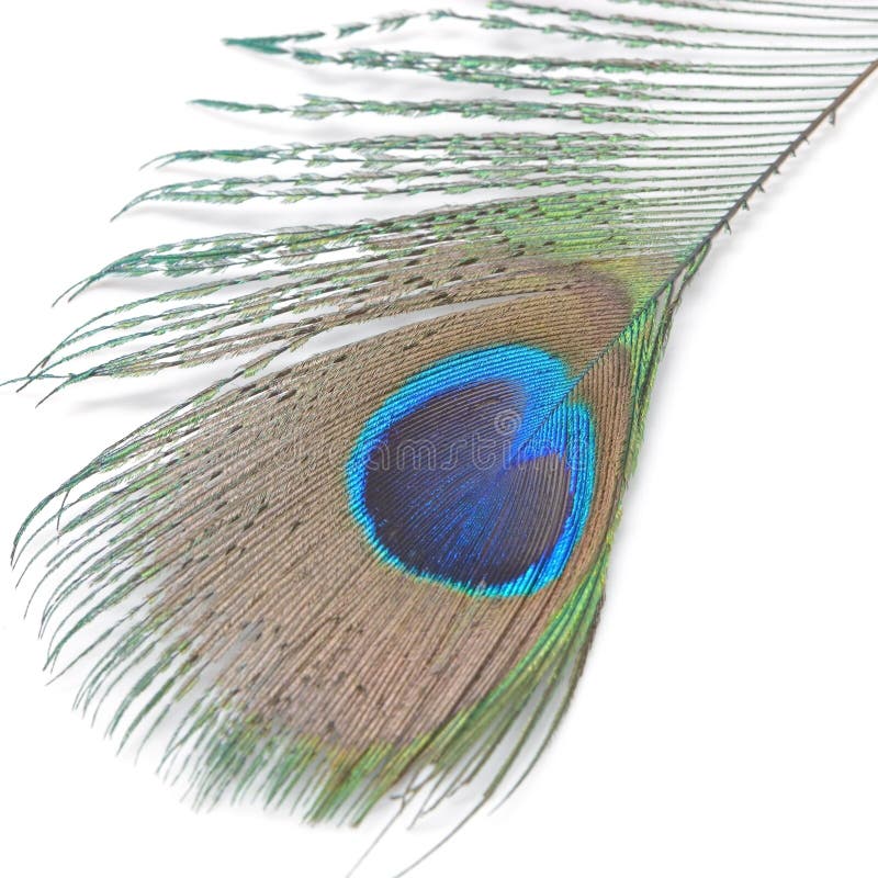 Green Peacock feathers stock photo. Image of white, beauty 42489614