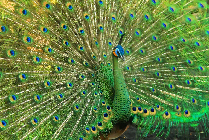 Peacock is three bird species in the genus Pavo and Afropavo from pheasant family, Phasianidae. The male bird has beautiful tail feathers that can be developed to attract the attention of female peacocks. Peacock is three bird species in the genus Pavo and Afropavo from pheasant family, Phasianidae. The male bird has beautiful tail feathers that can be developed to attract the attention of female peacocks.