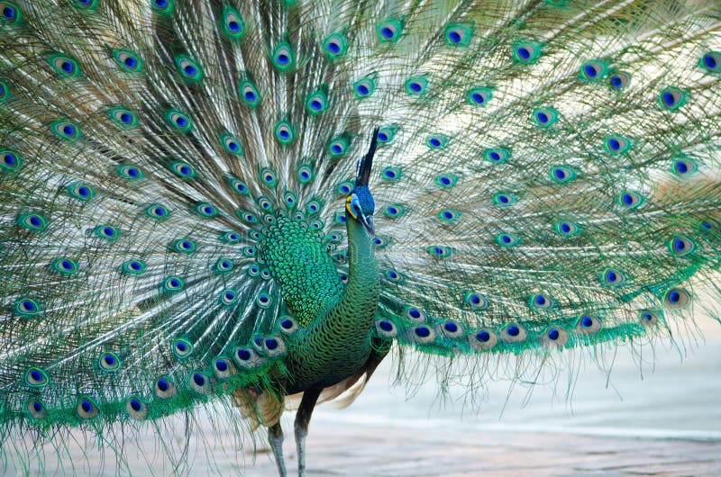 Green Peafowl of Thailand