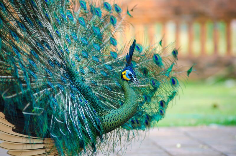 Green Peafowl of Thailand