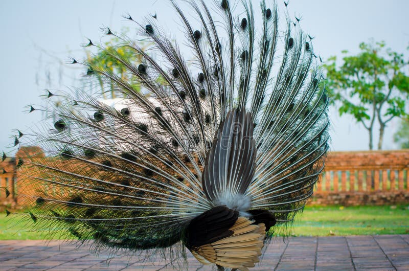 Green Peafowl of Thailand